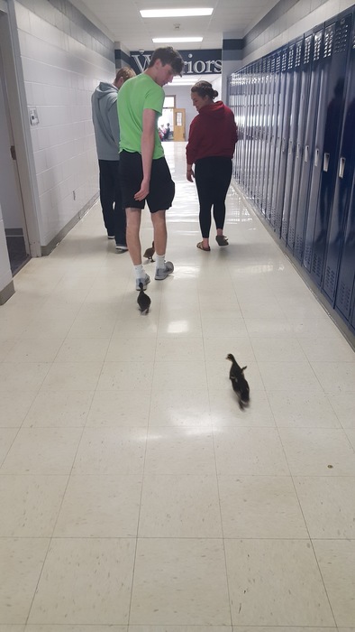 Ducks following students