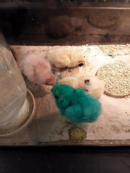 College Biology experiment coloring egg before chick hatches